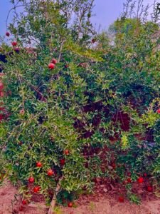 Pomegranate Bhagwa Max