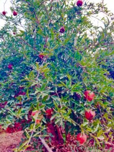 Pomegranate Bhagwa Base