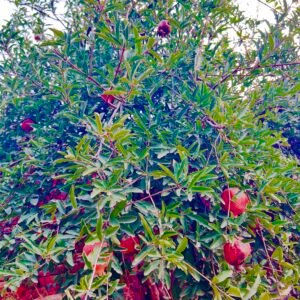 Pomegranate Bhagwa Base