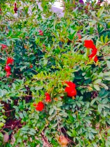 Pomegranate Bhagwa Standard