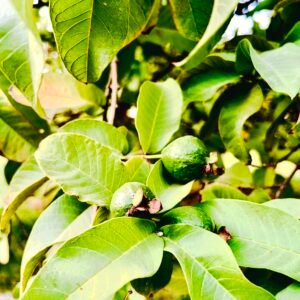 Guava – Hisar Safeda Standard