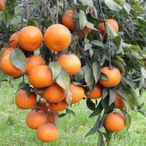 Kinnow Mandarin Standard