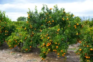Kinnow Mandarin Max