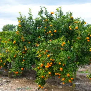 Kinnow Mandarin Max